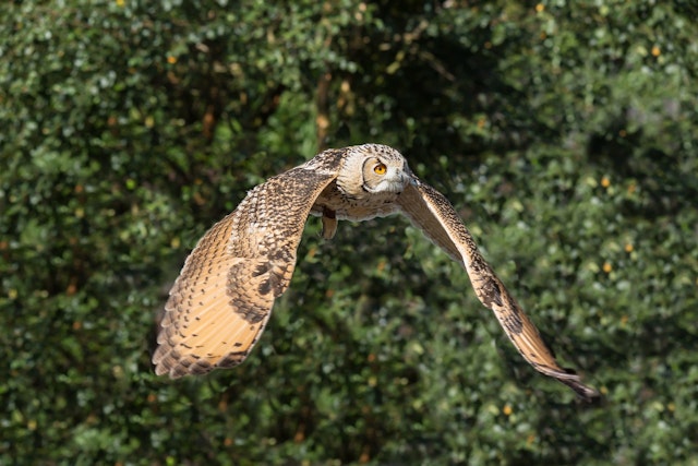 an eagle owl