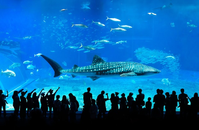 a whale shark