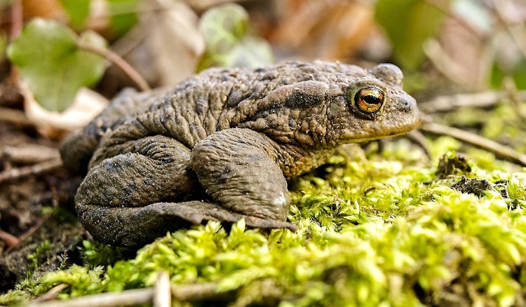 a toad