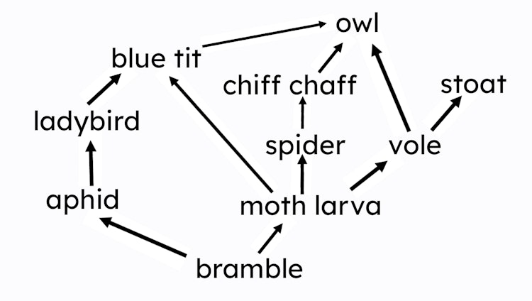 Look at the woodland food web. Which of the following organisms is an apex predator?