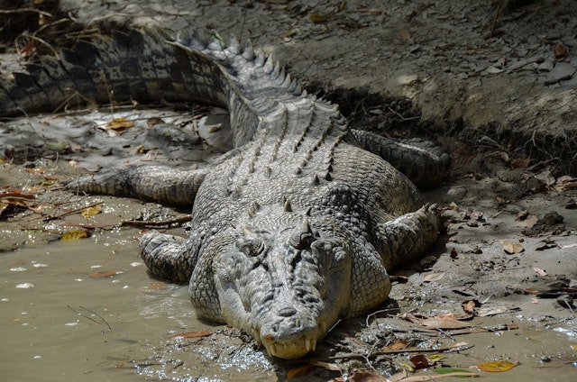 crocodile