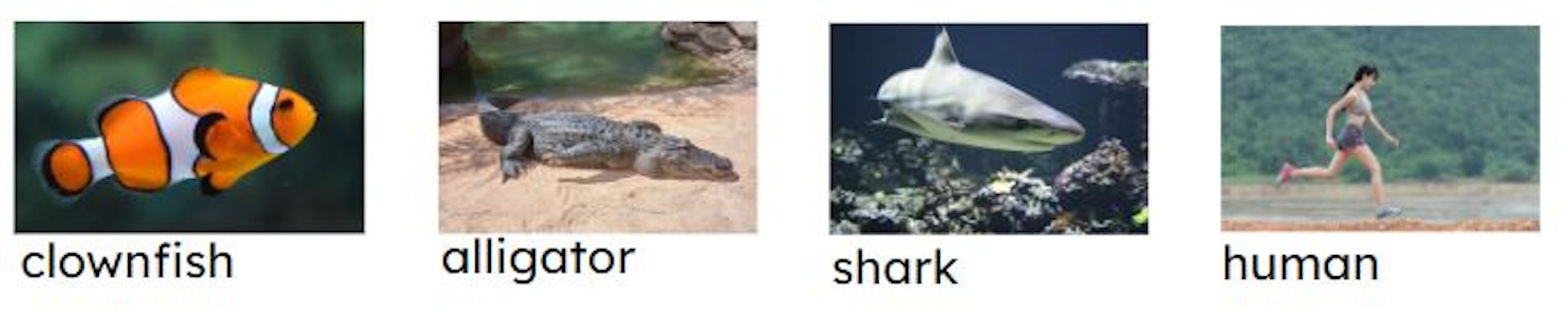 Which of the following animals have gills?