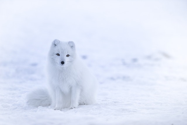 Arctic foxes live in the Arctic and are adapted to survive in low temperatures. Which of the following are adaptations of the Arctic fox?