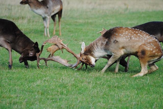 These two male deer (stags) are competing. Which resources could they be competing for?