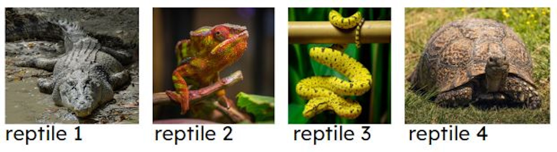 Match each reptile to the correct name.