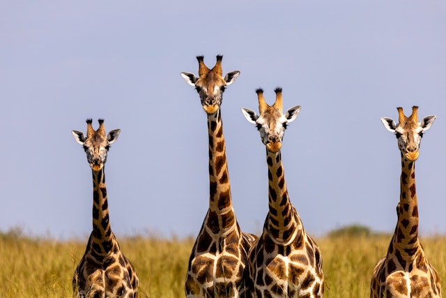 There are differences between these four individuals of the same species of giraffe. What is the scientific term for these differences?