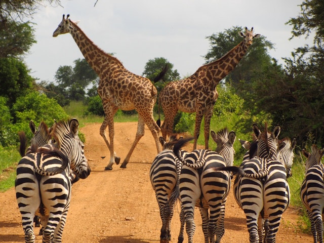 Animals can make different sounds.