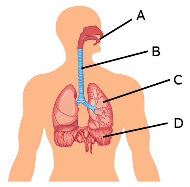 Which part is a lung?