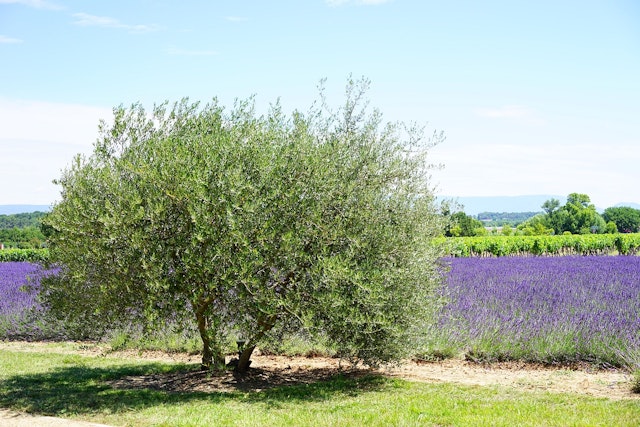 an olive tree