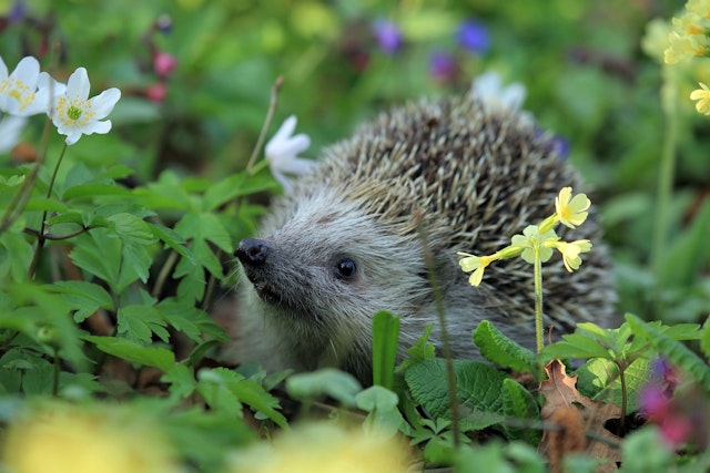 a hedgehog