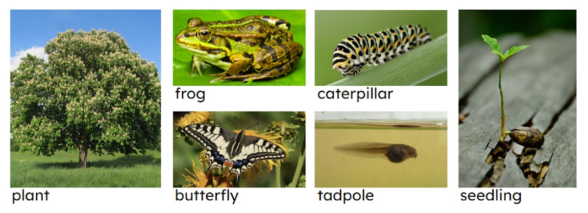 Match the adult with the offspring it produces.