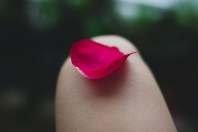 a petal taken from a flower