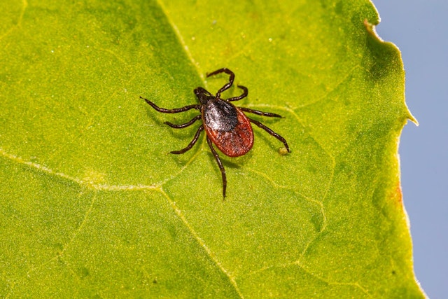 ticks