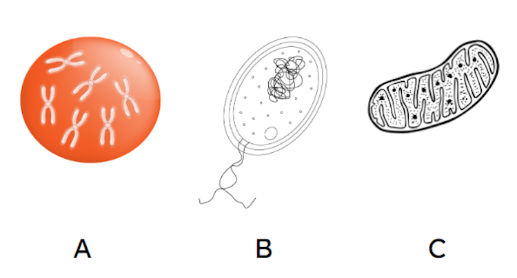 Which image shows a mitochondrion?