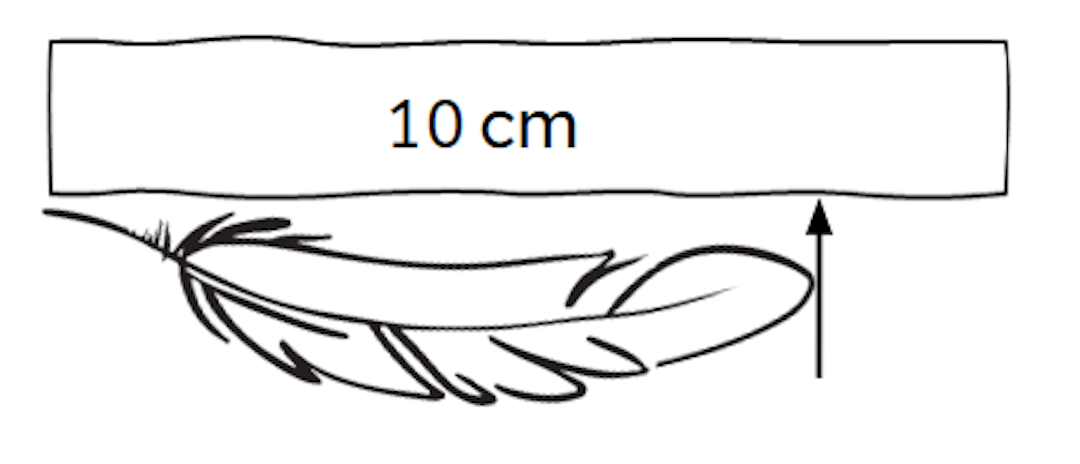 I think that a good estimate for the length of this feather is <span class="blank">______</span> cm.