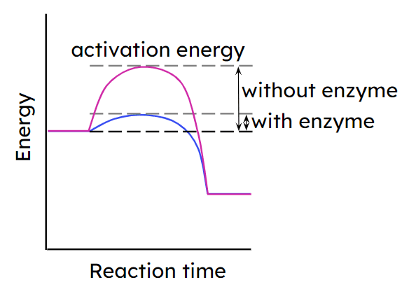 Enzymes <span class="blank">______</span> the amount of activation energy needed for a reaction to take place.