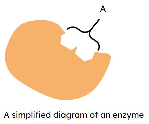 What region on an enzyme does the substrate bind to?