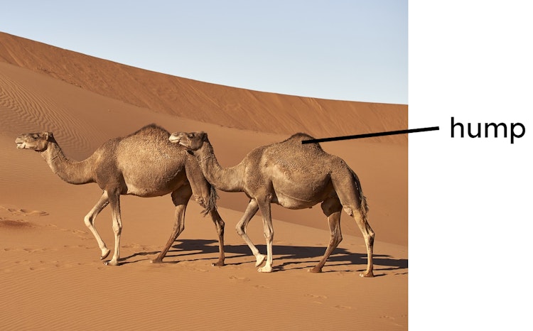 Camels store fat in their hump. Why is this a helpful adaptation for living in a hot environment?