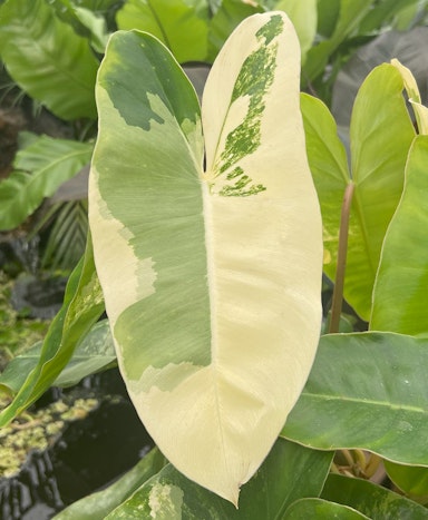 Some plants have variegated leaves, which contain less chlorophyll than normal leaves. Order the sentences to explain why these leaves could be a disadvantage.