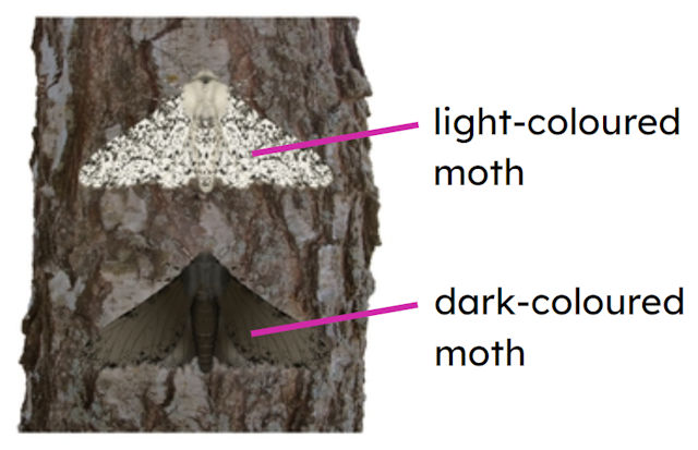 There are differences between these two individuals of the same species of peppered moth. Which word do we use in science for these differences?