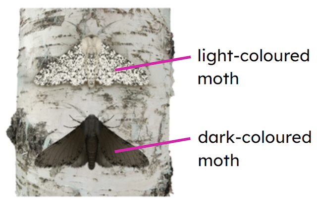 Most of the trees in the moths’ habitat change to have light-coloured bark. Put the statements in order, to explain how this could cause the population of moths to change.