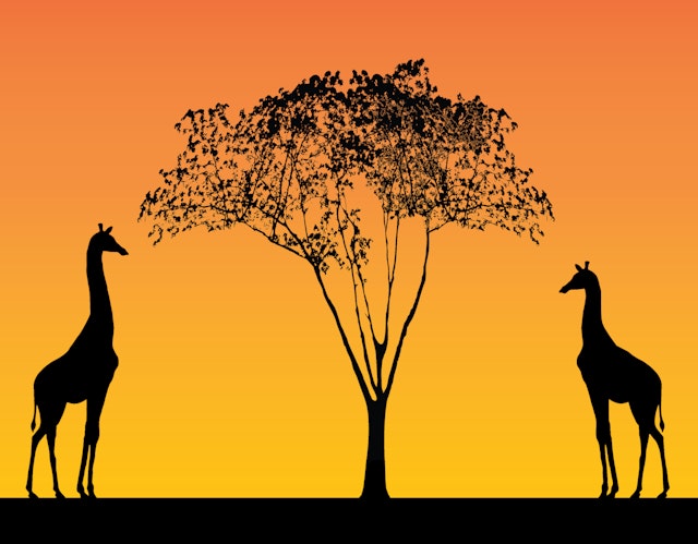 Giraffes eat leaves from trees, but there is a limited number of leaves. The giraffes are in <span class="blank">______</span> for the leaves.