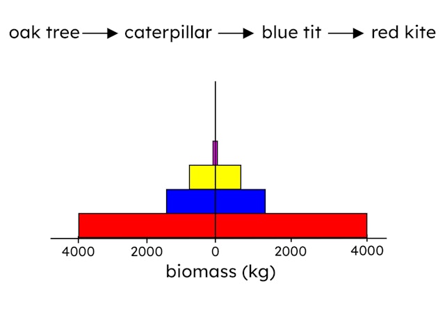 An image in a quiz