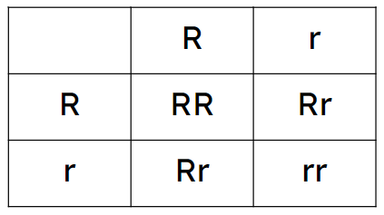 Lesson: Models of single-gene inheritance: Punnett squares | Higher ...