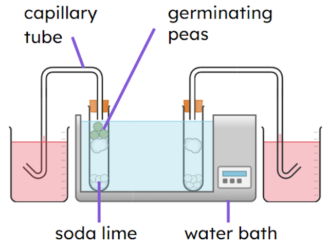 An image in a quiz