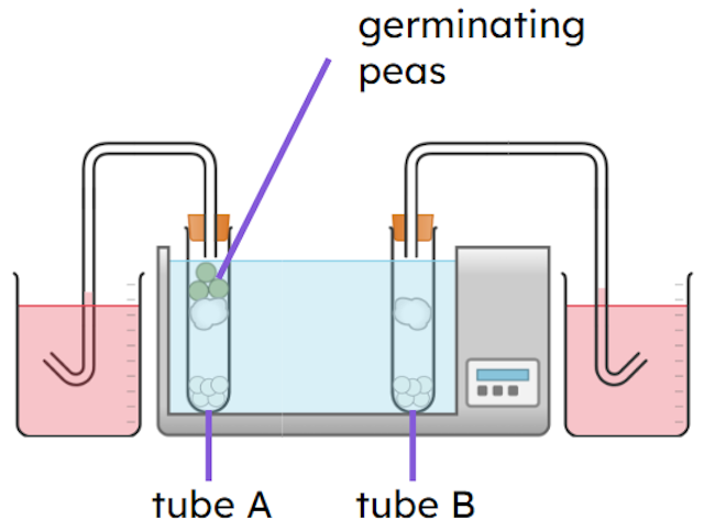 An image in a quiz