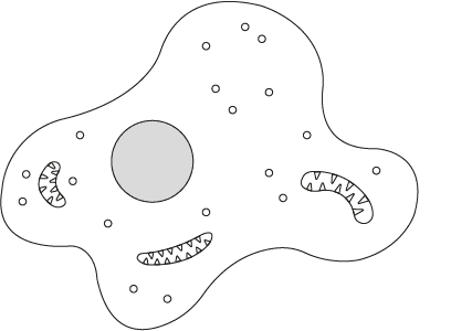 An image in a quiz