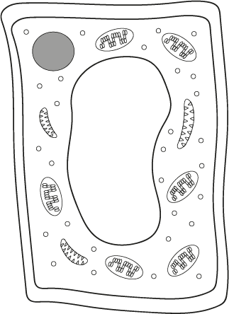 An image in a quiz