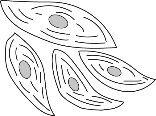 An image in a quiz