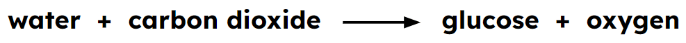 An image in a quiz