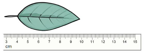 An image in a quiz