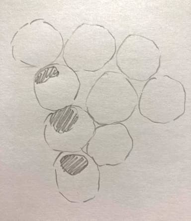 An image in a quiz