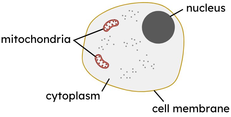 An image in a quiz