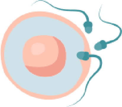 An image in a quiz