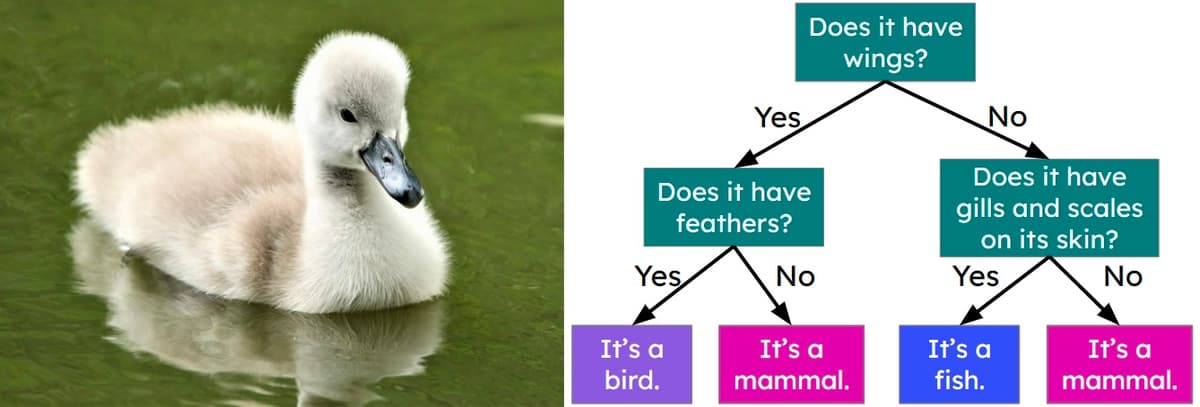 An image in a quiz