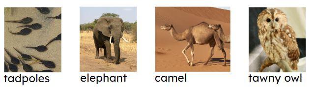An image in a quiz