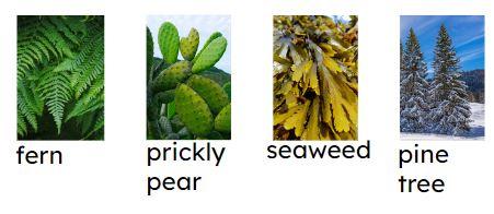 An image in a quiz