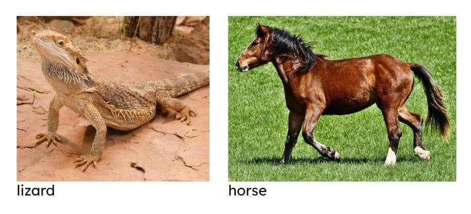 An image in a quiz