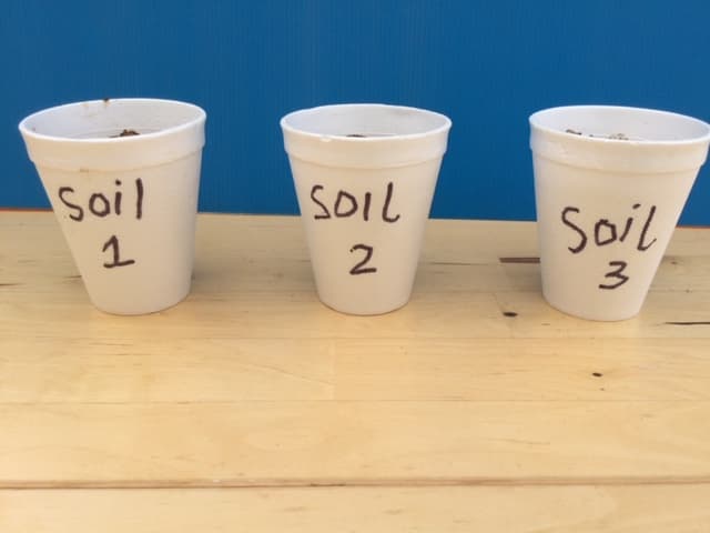 An image in a quiz