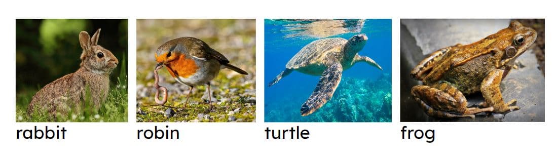 An image in a quiz
