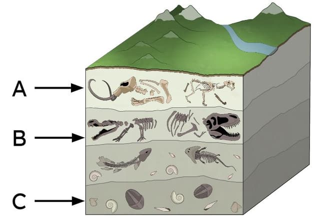 An image in a quiz