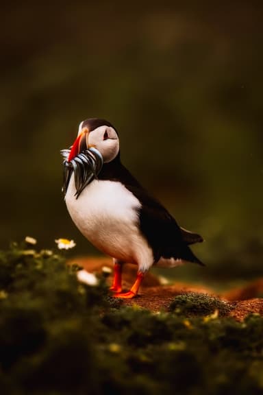 An image in a quiz