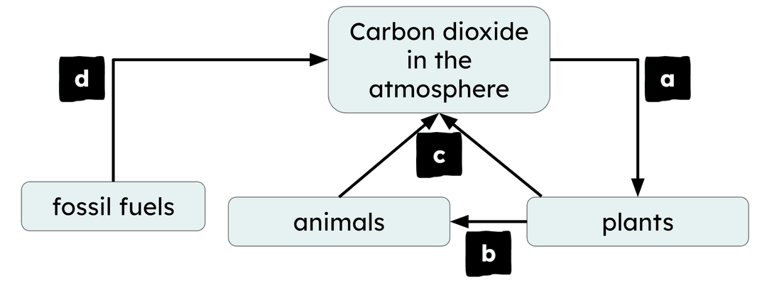 An image in a quiz