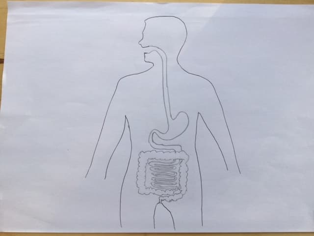 An image in a quiz