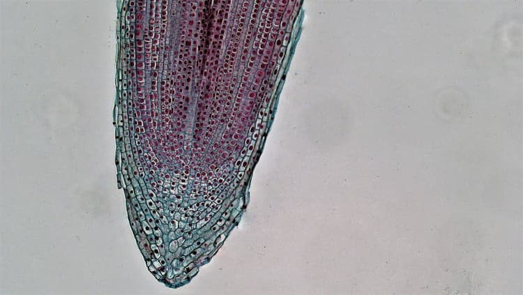 An image in a quiz