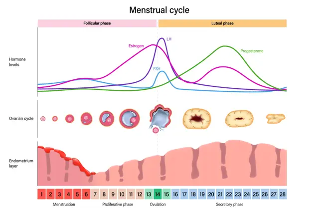 An image in a quiz